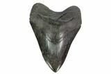Serrated, Fossil Megalodon Tooth - South Carolina #138913-1